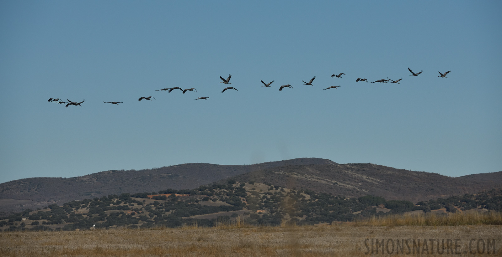 Grus grus [270 mm, 1/8000 sec at f / 8.0, ISO 800]